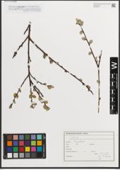 Foto von Salix L.